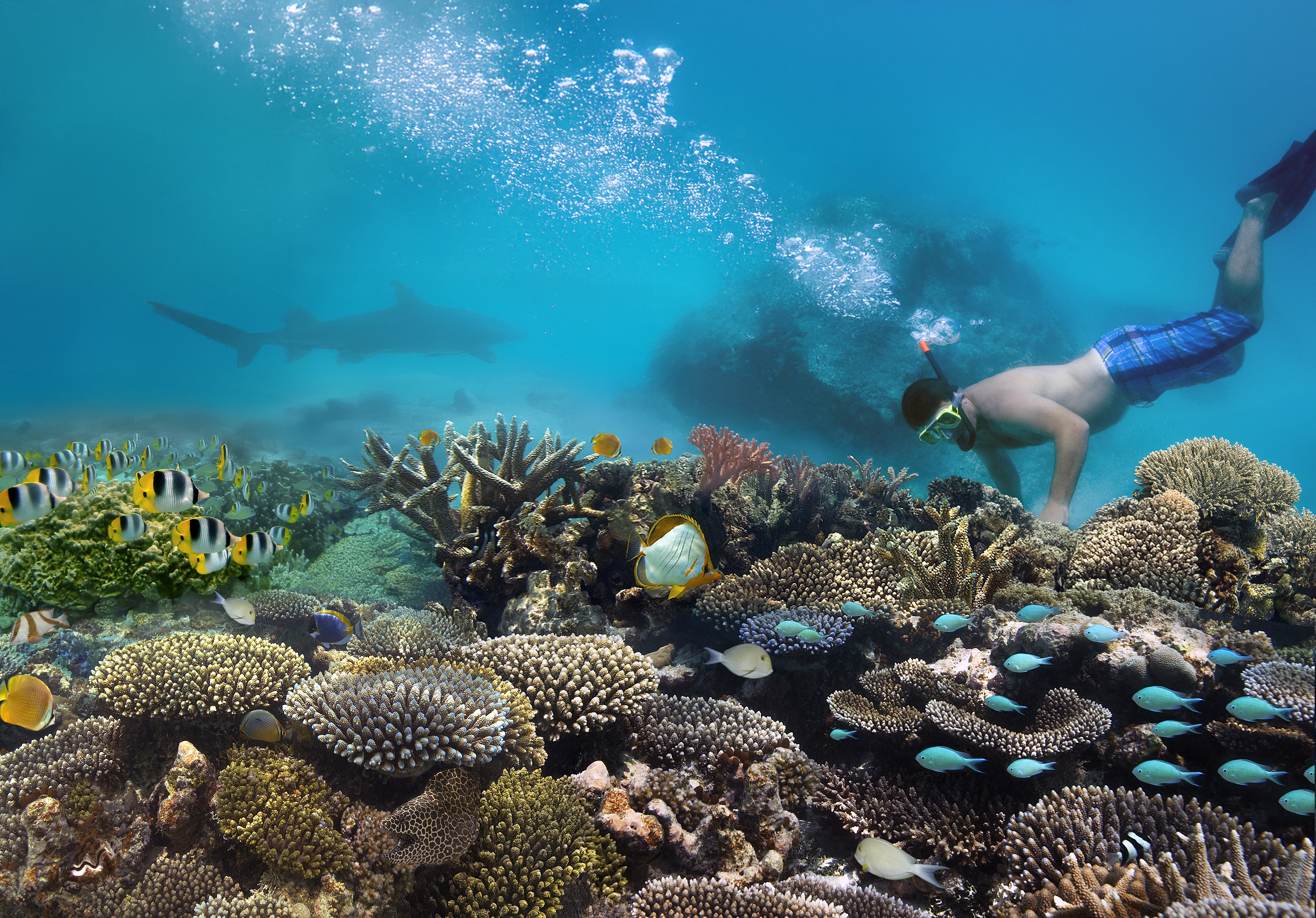 Scuba diving and snorkelling